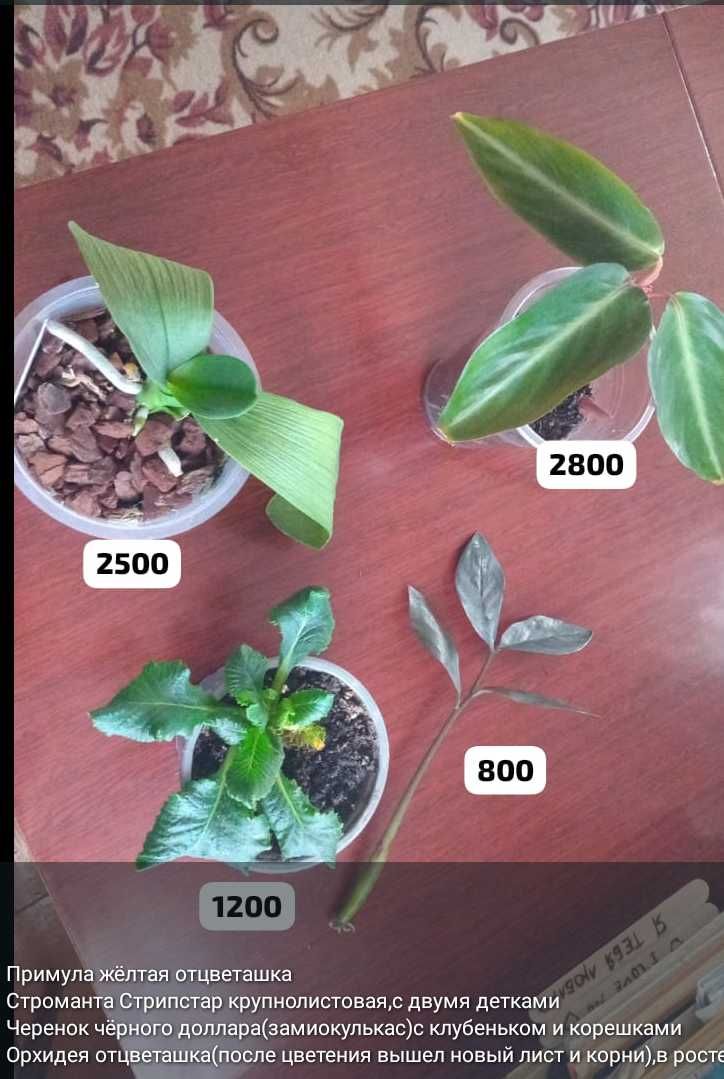 Разные комнатные растения