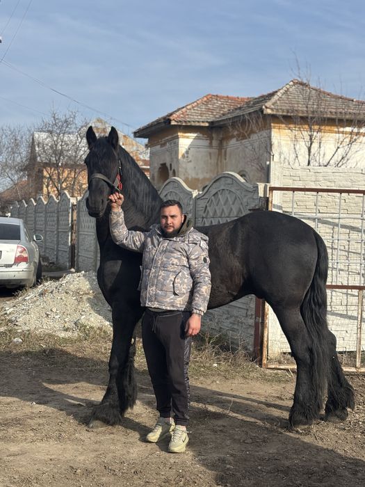 Vand cal frizian cu tot cu maraton ham capici frane
