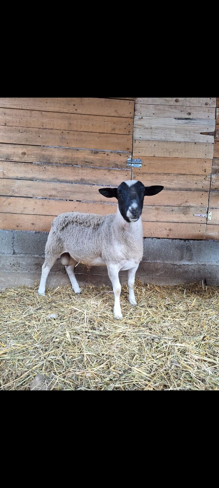 Vând Berbec din rasa de ovine Droper