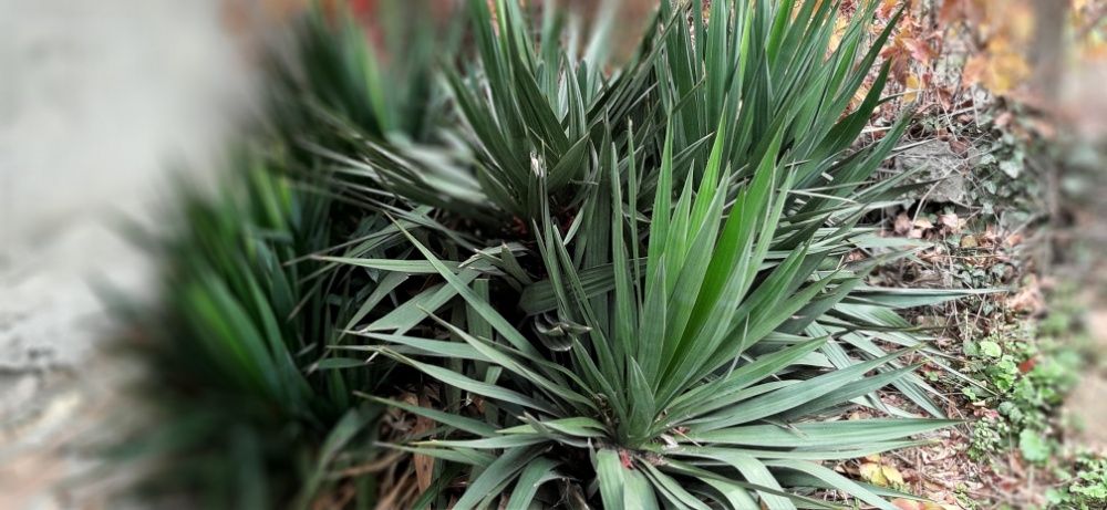 Градинска студоустойчива вечно зелена юка