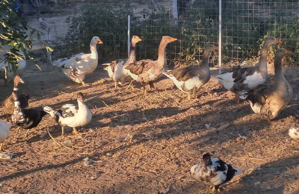 Vand/schimb gâște