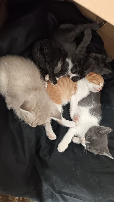 Отдам котят бесплатно