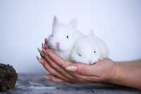 Кролики породы Гермелин