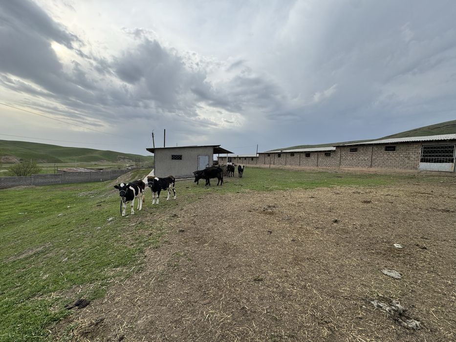 Ferma-kora sotiladi...