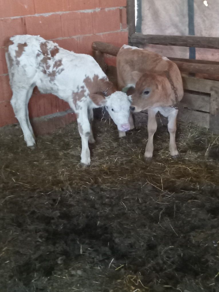 Vand două vitele batate de 6 saptamani