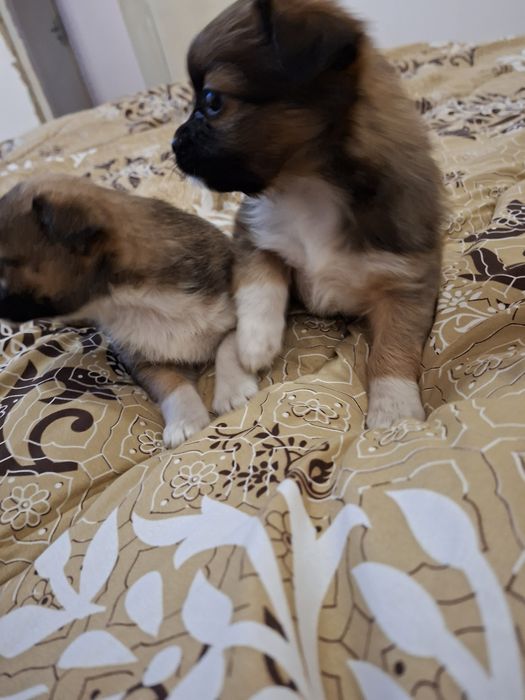 Две момичета пекинез 100 лв