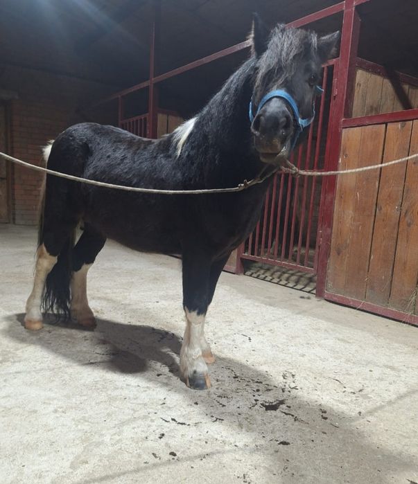 Предлагается к продаже  Шетлендский Пони. Жеребчик 6 лет.