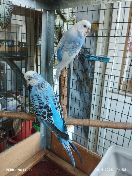 Продаю волнистых папугай.