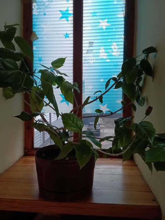 Китайская роза.трехлетка.