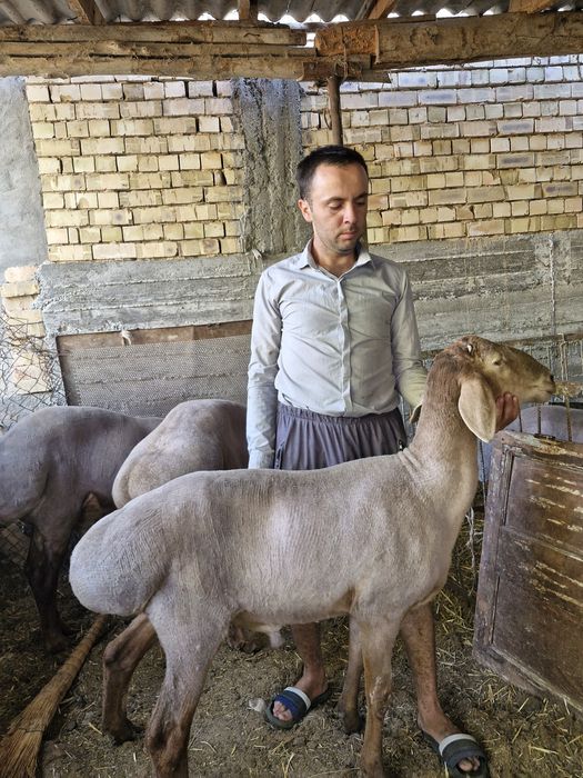 Arashan qoylari sotiladi