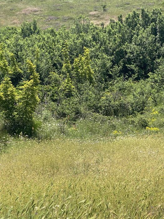 Земеделска земя Белащица/Марково