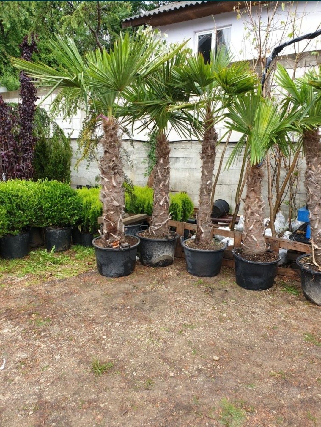 Palmieri Trachycarpus Fortunei rezista pana la - 18° C