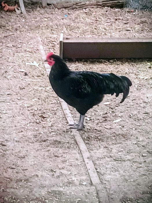 Cocoși Australop