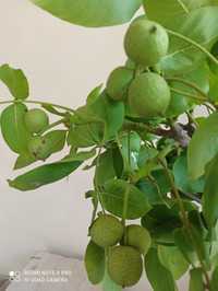 Майские зелёные грецкие орехи