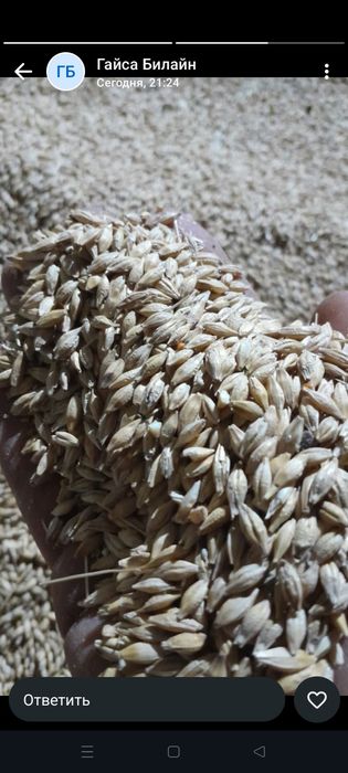 Ячмень россыпью продам Уральск