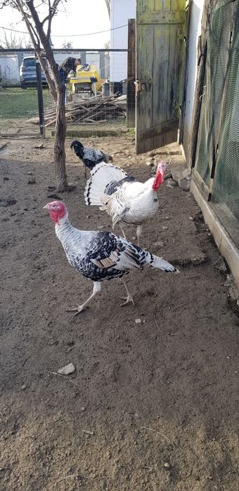 Curcani tineri de vănzare