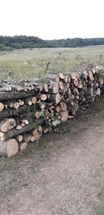 Vand lemne de foc carpen