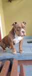 American bully ( Nu AMSTAFF)