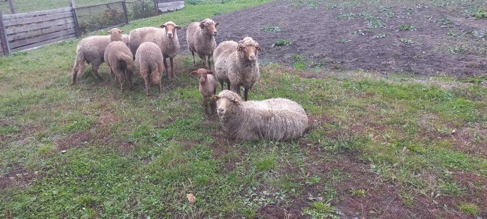 Oaie de reformă și mieluță disponibilă.