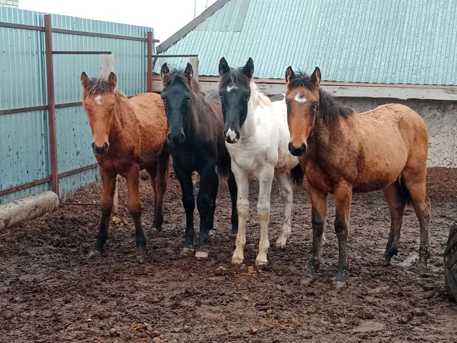 Жабағылар сатылады 250000