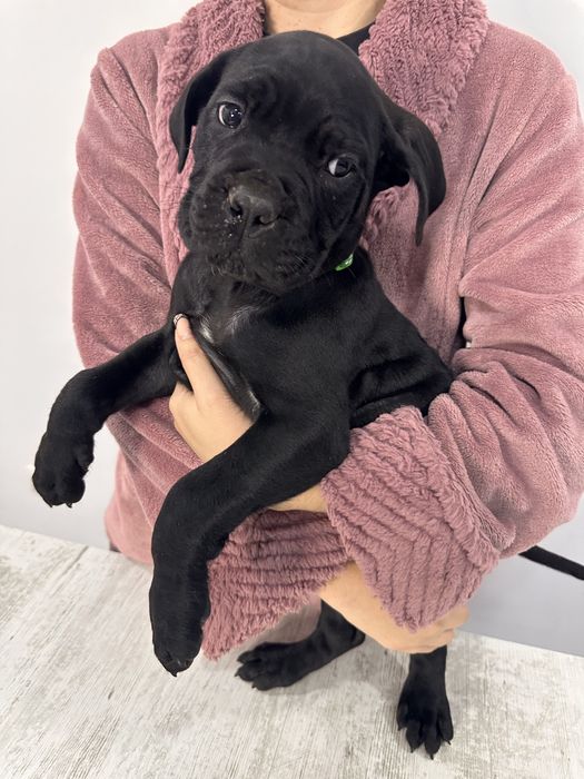 Cane corso cu pedigree!!
