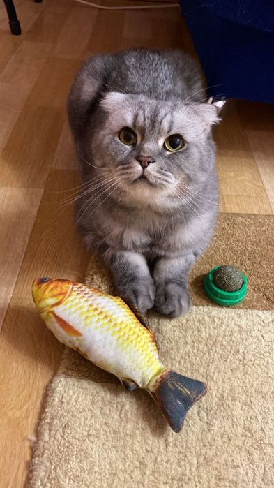 В добрые руки стерилизованная кошка