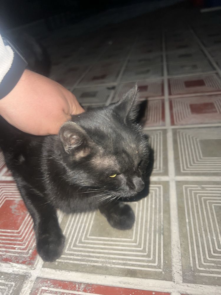 Продается котёнок