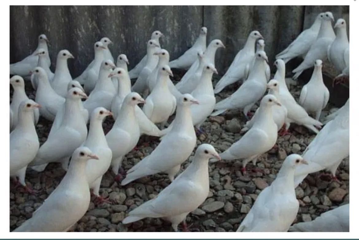 Porumbei albi pentru evenimente in Arad