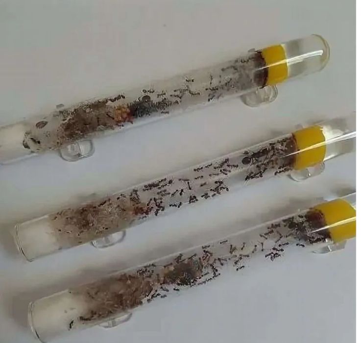 Муравьи для новичков