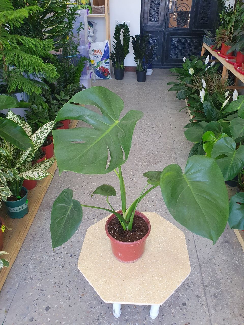 Monstera монстера