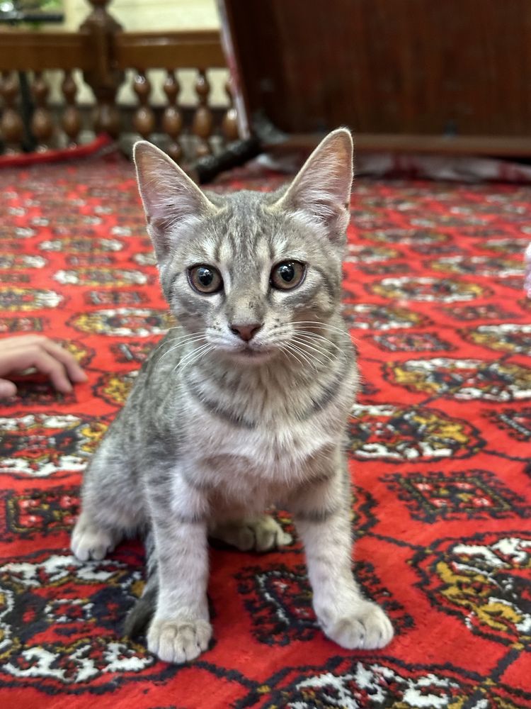 Bengal straytni bolasi
