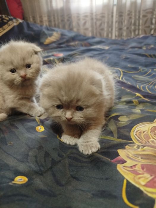 Готовятся к продажи котята,окрас лиловый.