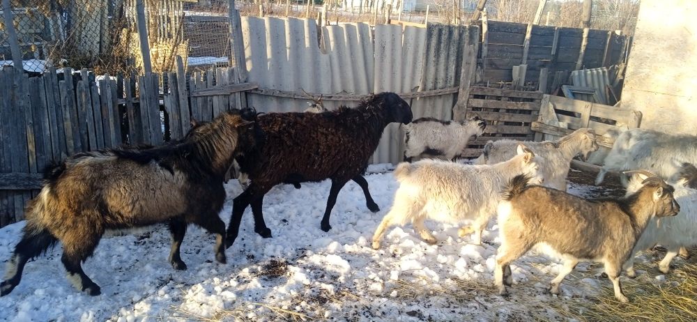 Продам кошкара .