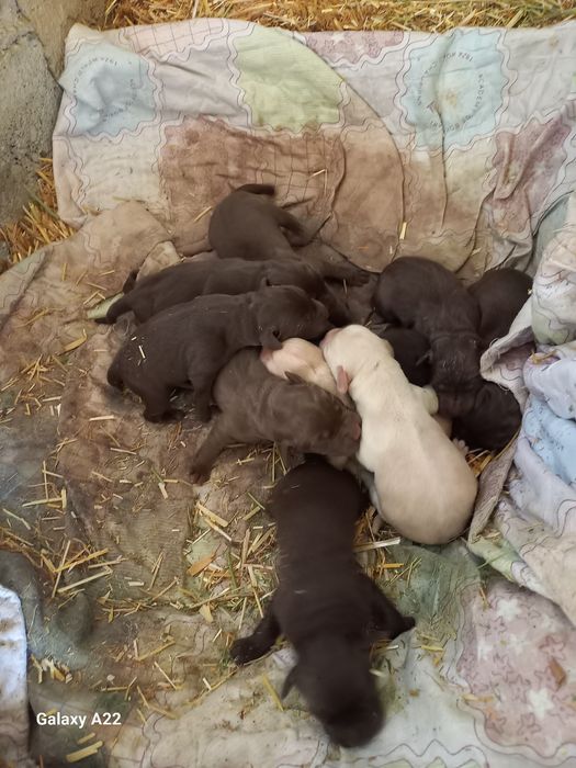 Продаются Щенки-Лабрадоры