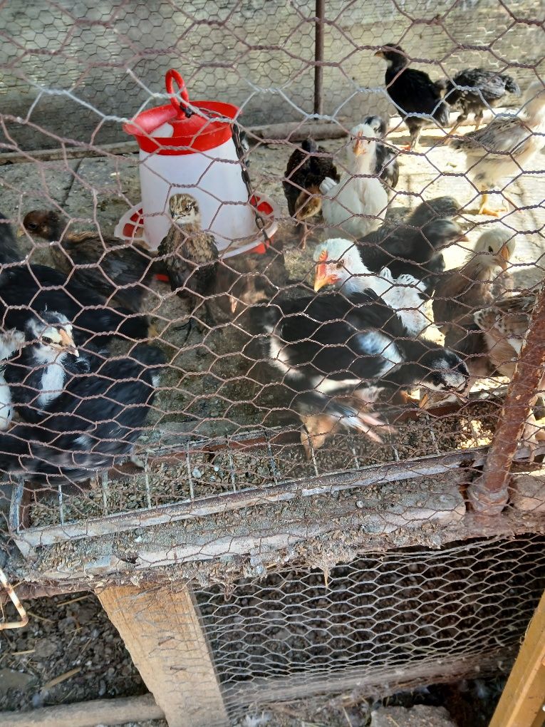 Pui australorp și de casă de vânzare