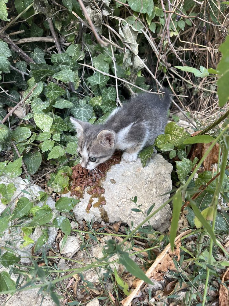 Коте си търси дом