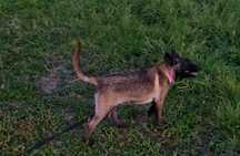Ciobănesc belgian malinois cu pedigree