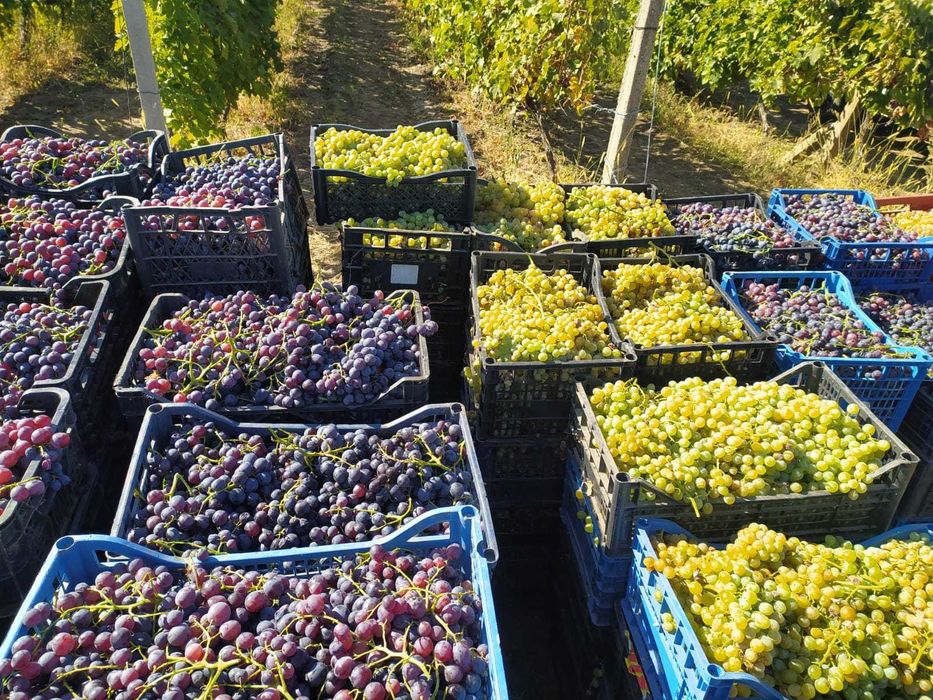 Struguri muscat hamburg de vin