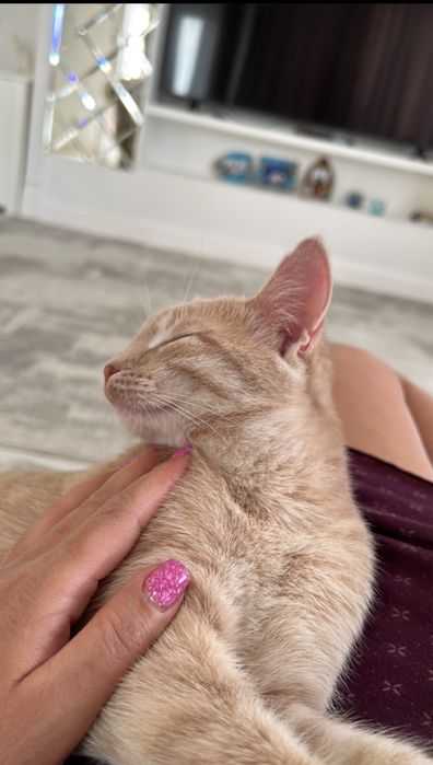 Отдам кошечку в добрые руки