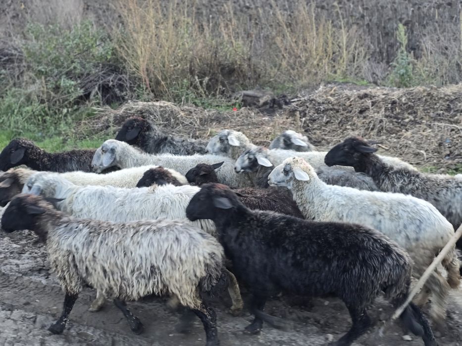 De vanzare Oi karakul !