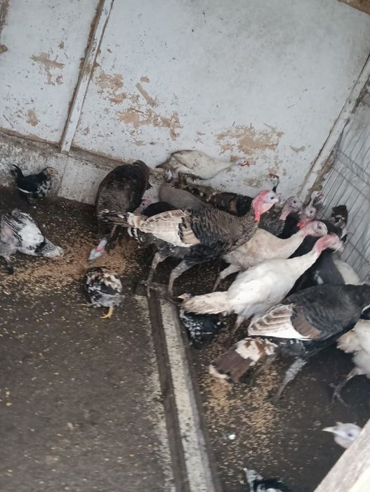 Vând curci de țară