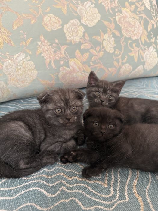 Вислоухие котята