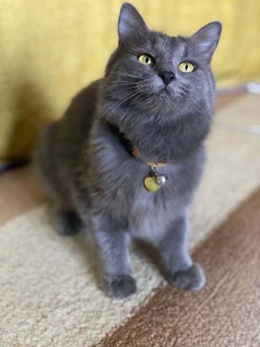 HADIYA. Отдам в добрые руки