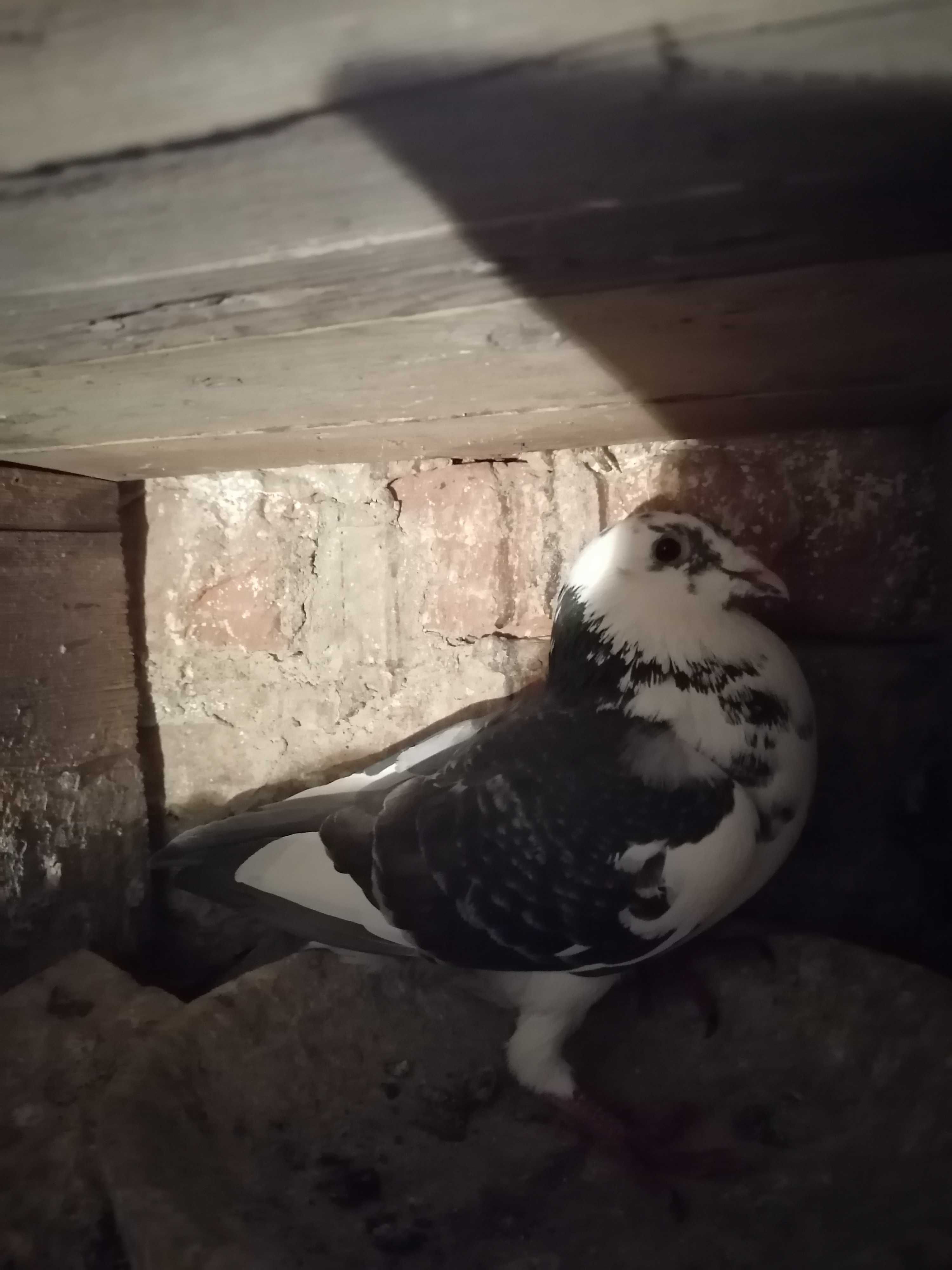 Porumbei, pui și maturi de vânzare
