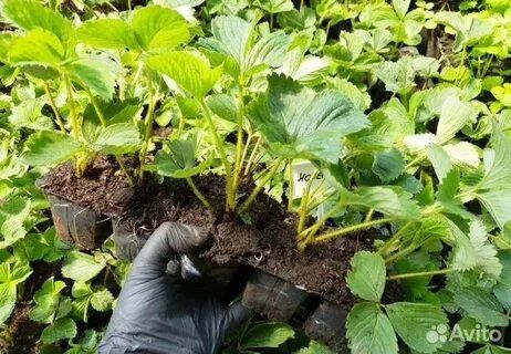 Рассада Клубники Оптом Касеты