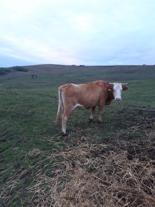 Vaca  de  vanzare