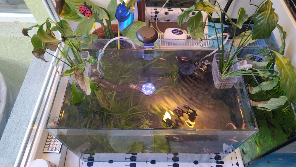 Acvariu cu pesti 41l plante scoici pesti cioata lumina led substrat