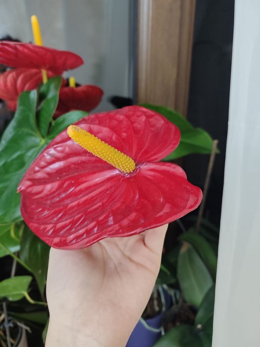 Антуриумы ( Мужское счастье) 40-45 см / белые и красные