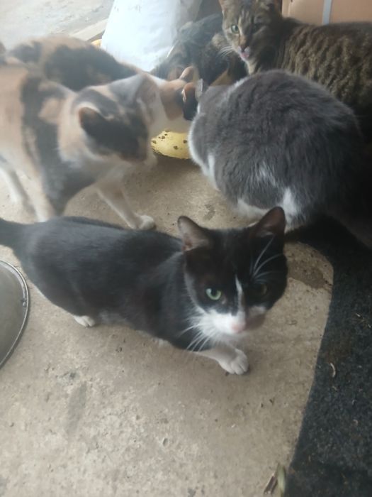 Pisicuțe gratis donez