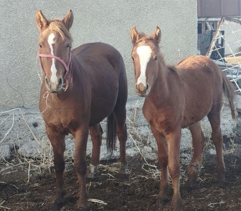 Продается кобыла и жеребчик, цена договорная